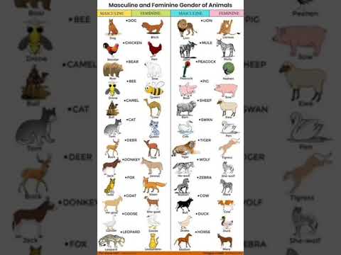 Masculine and Feminine gender of animals|Learn english daily