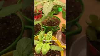 Poda TOP no primeiro nó da planta! Vem pra nossa Escola de Cultivo se quer saber mais