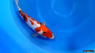 video van Showa SH-V23-011258