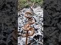 Schlangenspieß Im Wald Snake Kebab In The Forest Snake Survivalskills Schlange