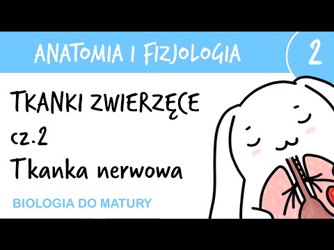 Animal tissues part 2 - Nervous - Anatomy and physiology 2 - extended biology final exam