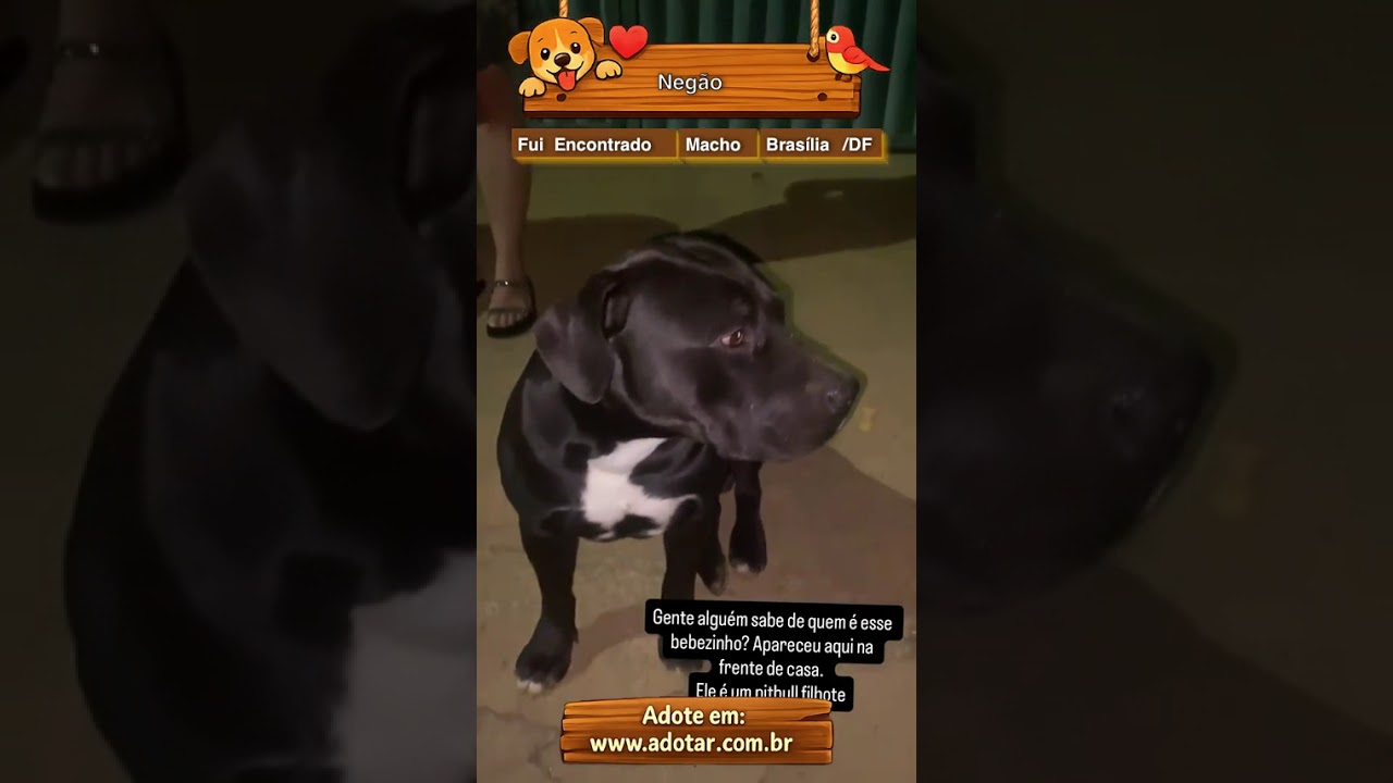 Cachorro raça Pit-Bull idade 7 a 11 meses nome Negão
