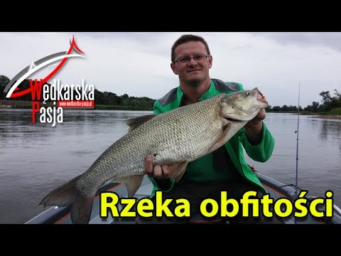 Rzeka obfitości - wielkie jazie i klenie,  ogromny rekordowy boleń! | szczupak, sum #15 | wędkarstwo