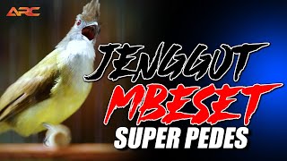 Download lagu MASTERAN CUCAK JENGGOT GACOR SUPER MBESET | AUDIO JERNIH KUALITAS HD mp3 Download lagu MASTERAN CUCAK JENGGOT GACOR SUPER MBESET | AUDIO JERNIH KUALITAS HD mp3