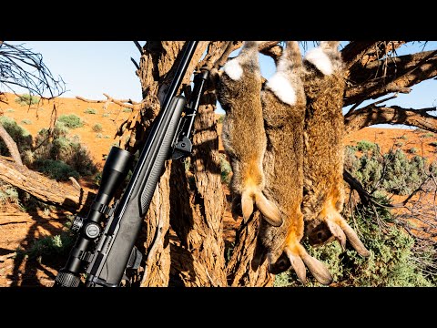 RABBIT HUNTING CATCH & COOK - FRIED RABBIT