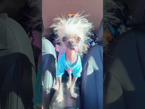 Некоторые уникальные подвиги лошадей 🐴🤠 #shorts