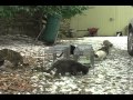 Tomahawk Live Traps - feral cat capture 