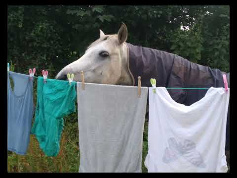 153cm Class 1 Performance Bred Connemara Mare 5yrs - Image 2