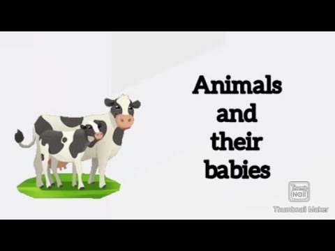 animals and their babies in English.