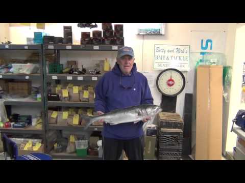 5 5 16 Big Bluefish in both inlets all week