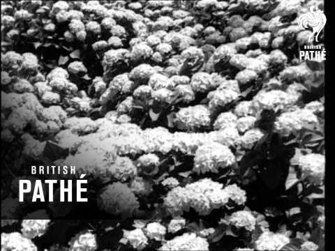 Legacy Of Rhodes (1940)