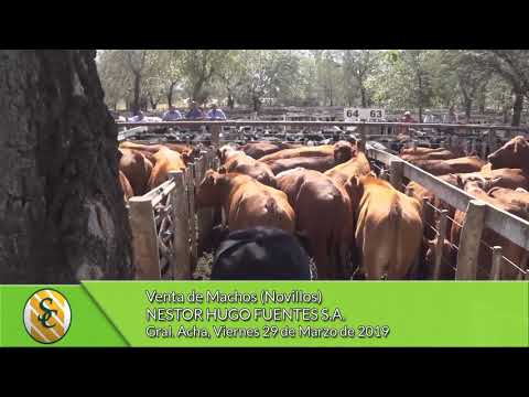 29-03-19  - Venta de Machos (Novillos) - Nestor Hugo Fuentes S.A. - Gral.  Acha
