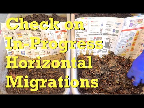 3-week horizontal migration in 2 oldest red wiggler "buddy" worm bins - vermicompost