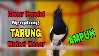 Download lagu suara kacer gacor NGEPLONG tarung ini paling AMPUH buat PANCINGAN KACER agar EMOSI NYAUT mp3 Download lagu suara kacer gacor NGEPLONG tarung ini paling AMPUH buat PANCINGAN KACER agar EMOSI NYAUT mp3