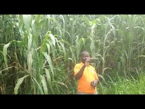 LFEL Rice Farm @ Adaraye Ungogo Local Government Kano State