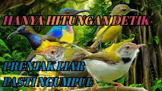 Download lagu Suara Pikat Burung Prenjak Lumut Ribut Kejepit Anti Zonk Terbaru 2025. mp3 Download lagu Suara Pikat Burung Prenjak Lumut Ribut Kejepit Anti Zonk Terbaru 2025. mp3