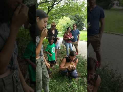 Foraging Walk with Violent Brill in Prospect Park Brooklyn NYC