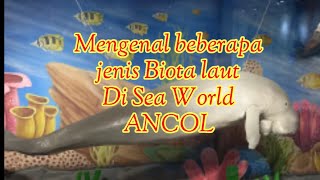 Download lagu SEA WORLD ANCOL - MENGENAL BEBERAPA JENIS BIOTA LAUT 🇲🇨 mp3 Download lagu SEA WORLD ANCOL - MENGENAL BEBERAPA JENIS BIOTA LAUT 🇲🇨 mp3