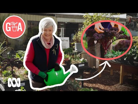 How To Grow Kale — Gardening Australia