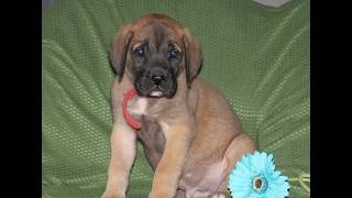 Video preview image #1 Mastiff Puppy For Sale in RED LION, PA, USA