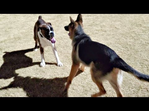 Boxer vs German Shepherd Jericho Play dog park 2021