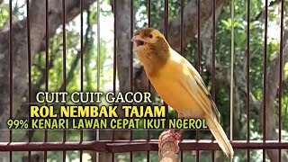Download lagu kenari gacor panjang Cuit Cuit EMOSI, Pancingan Kenari Paud Belajar Bunyi, terapi AMPUH Kenari MACET mp3