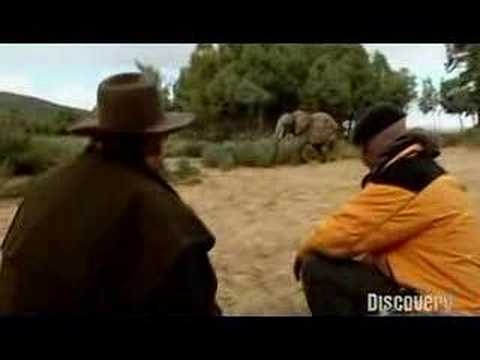 ¿Es verdad que los elefantes temen a los ratones?