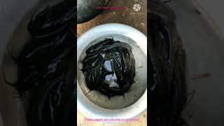 Desi Catfish From Village Pond