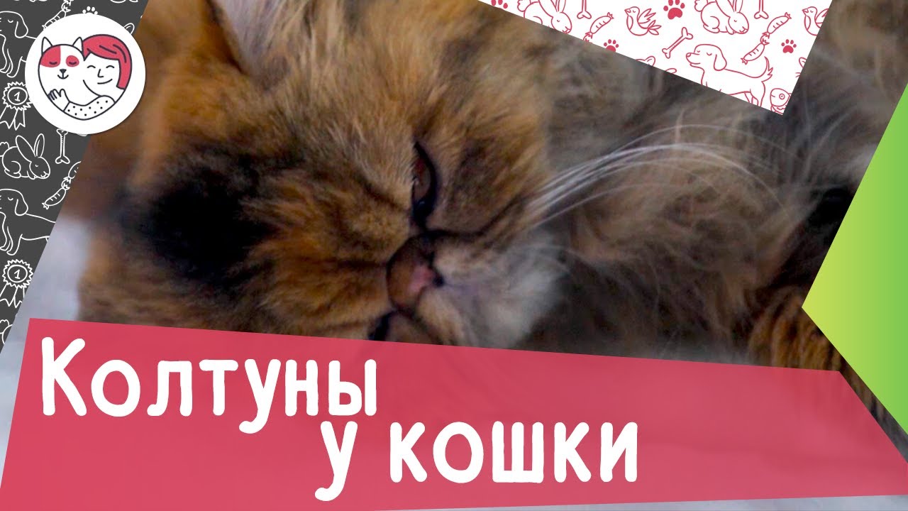 4 распространенных причины появления колтунов у кошки