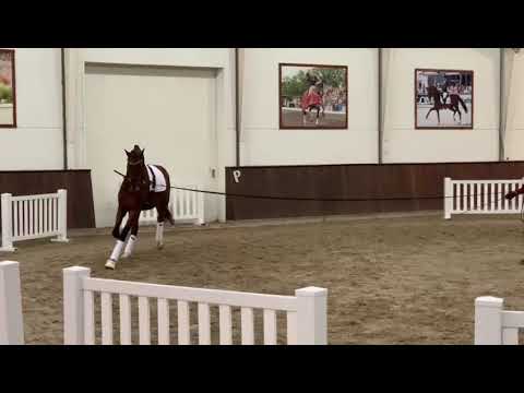 Straight Horse Finest Hour by Franklin/Zack - pre-selection for Danish Warmblood