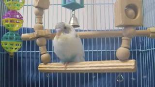 preview picture of video 'The budgerigar came 2！-セキセインコがやって来た 2 ! -'
