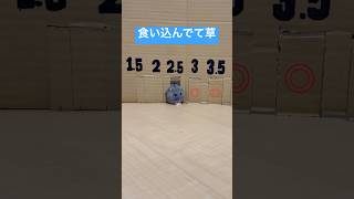 ハムスターって見た目より細いんです #ハムスター #ハムスターのいる生活 #shorts
