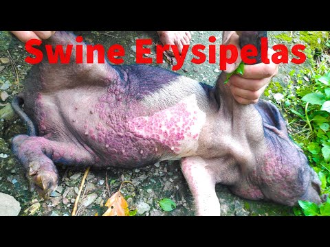 , title : 'Swine Erysipelas #How it looks like #Local pig'