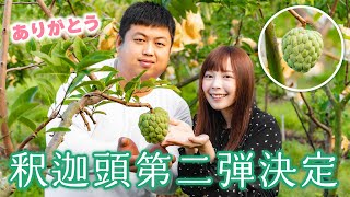 台湾釈迦頭危機、応援ありがとうございます！※再発売のお知らせ！