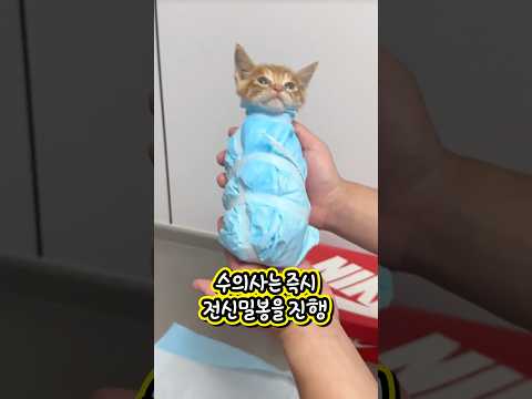 수의사가 고양이를 전신 밀봉한 이유
