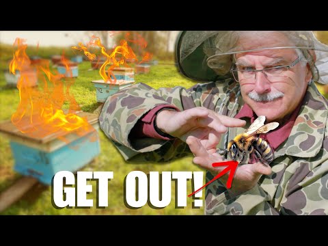 HONEY BEES RUINED The Permaculture Orchard!