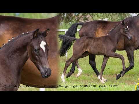 Stutfohlen von Despacito - Rotspon - Davignon geb. 16.05.2020