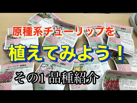 チューリップ: これらの品種は特に長命です 庭の練習