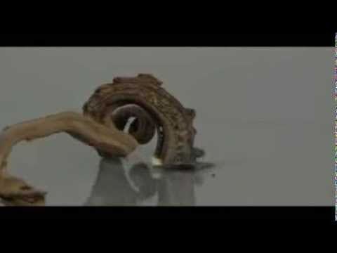 سبحان الله حجر يتحول إلى شكل ثعبان ميت عندما تلمسه النار