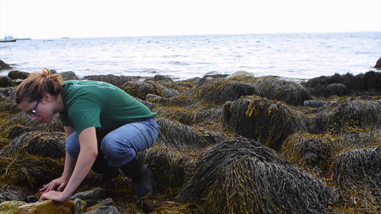 Marine Environmental Science: high school student experience