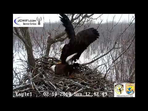 The Trio Nest - Valor 2 and Starr mating ~ February 10, 2019