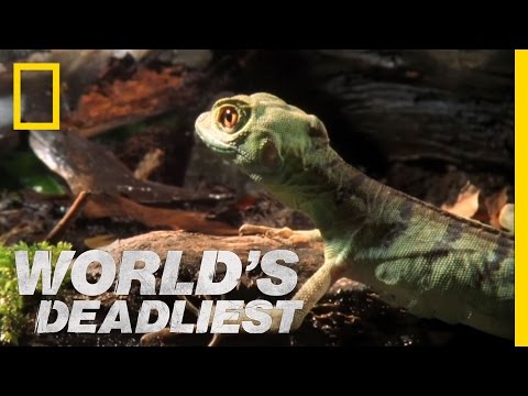 Божият гущер, който ходи по водата