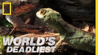World's Deadliest - Meet the Jesus Christ Lizard