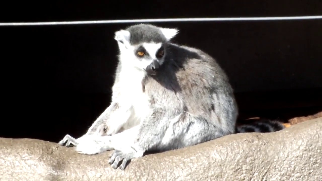 #02. Yawn of cute animals.かわいい動物たちのあくび。