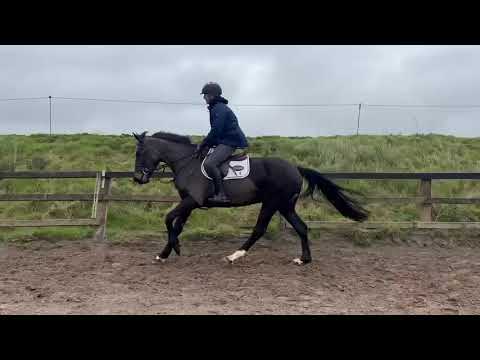4 YO Mare By Sligo Candy Boy- Cavan Sales- Lot 90- - Image 2