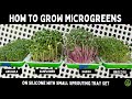 Grow 4 Microgreens At Once On A Countertop Small Sprouting Tray No Soil