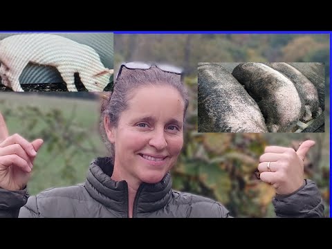 Maximizing Pig Growth, The Key Feed For 275 pounds in 4 months.