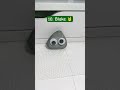 My pet rocks from tallest to shortest! 📏 #shorts #petrock #cute