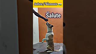 Street dog namaste / salute training how to teach your dog namaste / salute training #dog #shorts