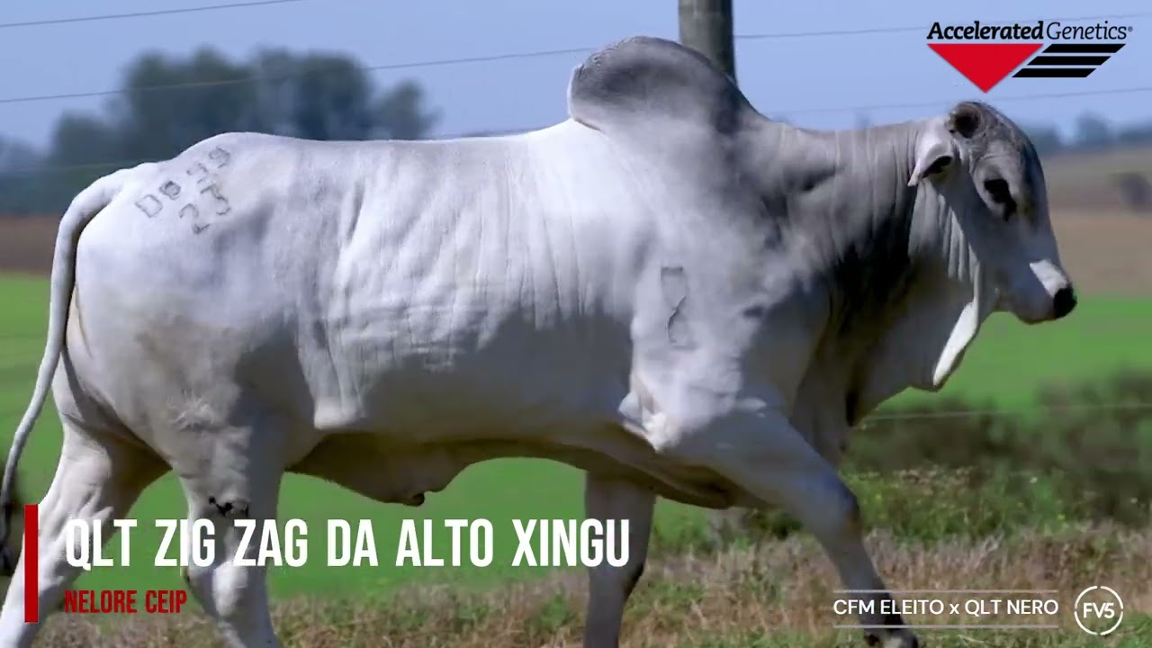 Vídeo QLT ZIG ZAG DA ALTO XINGU